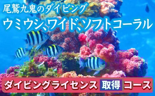 350種の美しい ウミウシ 多様な生態系が魅力【ダイビングライセンス取得コース(3日間)】 ワイド やソフトコーラル も 人気 三重県 尾鷲市 九鬼 の ダイビング 通年 オールシーズン   DI-15