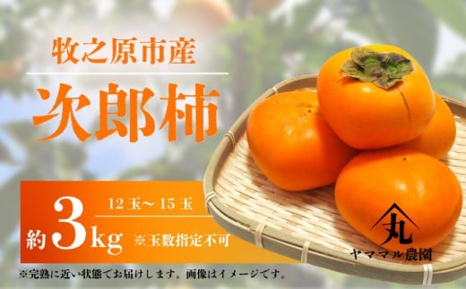 [先行予約]次郎柿 3kg 12玉 〜 15玉 2025年11月上旬より順次発送予定 数量限定 柿 かき カキ 次郎柿 じろうがき 果物 くだもの フルーツ 旬 旬の果物 農家直送 産地直送 贈答用 柿 カキ プレゼント ギフト お歳暮 甘い 果実 美味しい おすすめ 季節限定 国産 新鮮 牧之原柿 静岡柿 ヤママル農園 牧之原市 静岡県