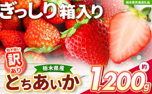 [チョイス限定企画][先行予約]鮮度抜群とちあいか 約1160g (290g×4) [栃木県共通返礼品]| いちご とちあいか 大粒 新鮮 甘い 数量 限定 美味しい スイーツ ジューシー 果物 共通返礼品 フルーツ デザート 栃木県 送料無料