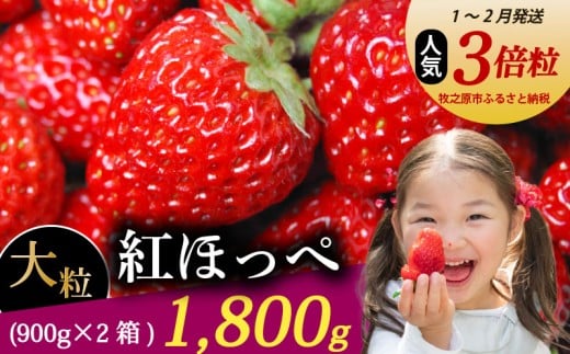 【1~2月発送】 紅ほっぺ 超大粒 1800g いちご 冷蔵発送 べにほっぺ 苺 イチゴ 2箱 ゆりかーご 土耕栽培 フルーツ 果物 スイーツ デザート 朝摘み ストロベリー おやつ 完熟 直送 ギフト 家庭用 贈答用 贈答 ギフト 贈り物 甘い ブランド ジャム アレンジ 農家直送 ベリー 産地直送 国産 おすすめ 森木農園 静岡県 牧之原市 ~土耕栽培だから濃くて甘い!~ 1122876 - 静岡県牧之原市