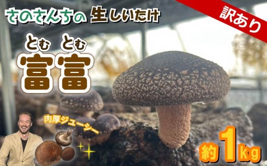 【先行予約：2025年11月以降順次発送】訳あり 生 しいたけ 富富（とむとむ）約1kg さのさんち 椎茸 シイタケ 肉厚 ジューシー きのこ 静岡県 藤枝市 人気 野菜 旬 安心 安全 JGAP認証農場