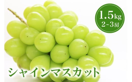 【 2025年 先行予約 】 シャインマスカット 1.5kg 鈴木ぶどう園 2房 ～ 3房 ぶどう ブドウ 国産 種なし 果物 くだもの 1.5キロ 種無し 皮ごと食べられる 甘い フルーツ 10月 発送 旬 秋 茨城県産 産地直送 産直 農家直送 冷蔵 茨城県 石岡市 (A07-004)