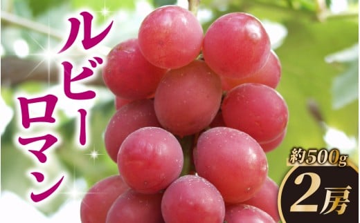【先行予約 2026年収穫分】ルビーロマン 約500g × 2房（2箱）【2026年8月中旬より順次発送】