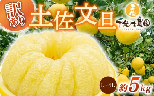 【 先行予約受付 】【 R8年発送 】 土佐文旦 L~4L 約5kg 訳あり