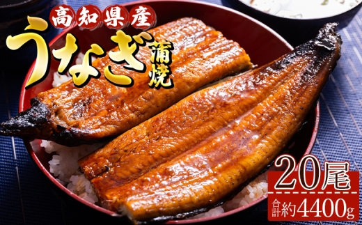 うなぎ 蒲焼き 国産 鰻 20尾(合計約4400g)  人気 冷凍 養殖 高知県産  ウナギ かばやき 惣菜 お手軽 加工品 加工食品 魚介類 ss-0038