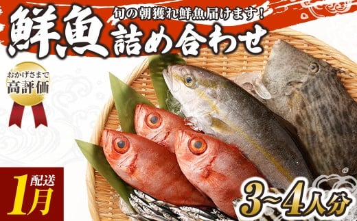旬の朝獲れ鮮魚詰め合わせ 【2026年1月配送】 鮮魚 直送 ボックス 詰め合わせ【以布利定置網　漁師直送】セット おまかせ 魚介 海鮮 魚 魚介類 海鮮セット 新鮮 天然【S00818-1】