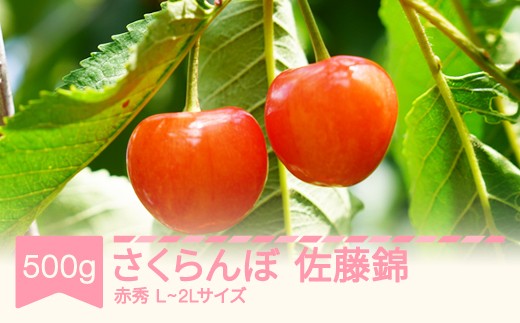 先行予約 さくらんぼ 佐藤錦 赤秀 500g×1パック L-2L玉 バラ詰 ご家庭用 2026年産 令和8年産 山形県産 mm-snpcx500 2256295 - 山形県村山市