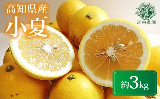 【先行予約】【令和8年産】 小夏 約 3kg フルーツ 果物 みかん 期間限定 季節限定 旬 柑橘 家庭用 自宅用 ギフト プレゼント 贈答 贈答用 こなつ 日向夏 ニューサマーオレンジ オレンジ デザート スイーツ アレンジ ゼリー ジャム ケーキ メリーガーデン 高知県産 高知県安芸市
