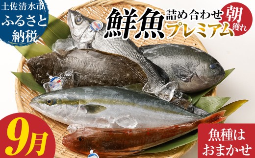 旬の朝獲れ鮮魚詰め合わせ（プレミアム）9月配送 鮮魚 ボックス 詰め合わせ【以布利定置網　漁師直送】朝獲れ 旬 魚介 海鮮 魚 さかな せんぎょ 鮮魚セット おまかせ お任せ【S00819-9】