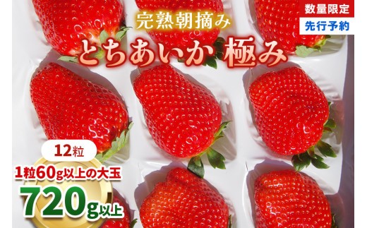 【先行予約】[数量限定] 完熟朝摘みとちあいか 極み 12粒《1月初旬から2月初旬に順次発送》 澳原いちご農園 | いちご イチゴ 苺 フルーツ とちあいか 果物 産地直送 栃木県産 