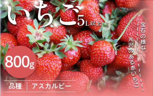 いちご 800g 先行予約 アスカルビー 5L以上 大粒 化粧箱入り 究極のいちご 甘酸っぱい 甘い 香り 苺 イチゴ 果物 フルーツ ストロベリー ジャム スムージー 期間限定 洋菓子 家族 子ども フルーツサンド フルーツ大福 いちご大福 苺大福 ケーキ アイス シャーベット 人気 オススメ お取り寄せ グルメ ミカモフレテック みよし 徳島県 三好市