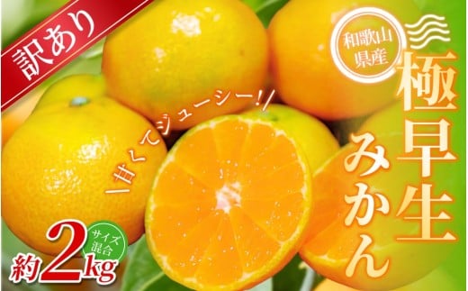 【訳あり】手選別 極早生みかん 約2kg 和歌山県産 2S~2Lサイズ混合※2025年10月上旬～下旬頃に順次発送【mrmt003】