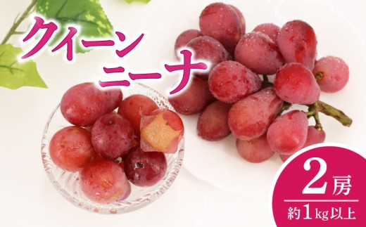 ぶどう クイーンニーナ 2房 ( 約1kg 以上 ) ブドウ 葡萄 糖度 種なし 種無し 甘い 濃厚 クイーン ニーナ 赤ぶどう 産地直送 季節の果物 季節のフルーツ フルーツ 果物 くだもの ギフト プレゼント 贈り物 デザート スイーツ 旬 おすすめ 千葉県 旭市 たかの果樹園 tke011