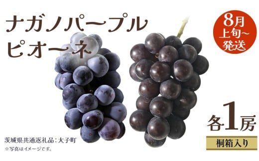 【 桐箱入り 】 ナガノパープル と ピオーネ  (各１房)【2025年8月上旬発送開始】(茨城県共通返礼品：大子町) ぶどう 葡萄 マスカット フルーツ 果物 贈答用 ギフト 贈り物