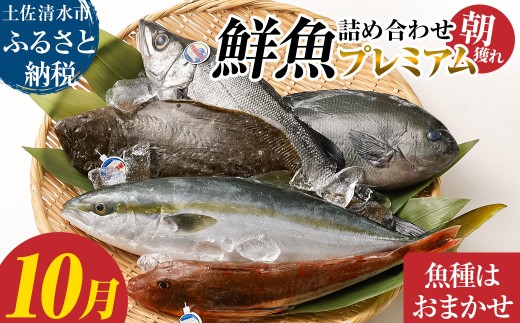 旬の朝獲れ鮮魚詰め合わせ（プレミアム）10月配送 鮮魚 ボックス 詰め合わせ【以布利定置網　漁師直送】朝獲れ 旬 魚介 海鮮 魚 さかな せんぎょ 鮮魚セット おまかせ お任せ【S00819-10】
