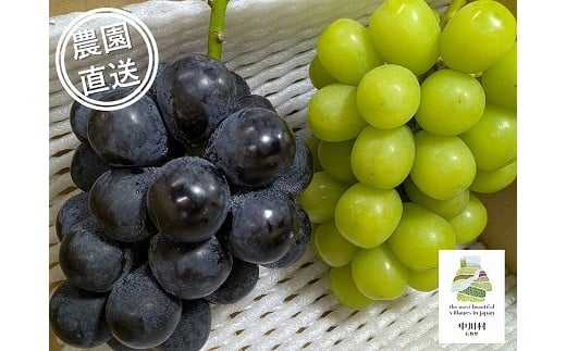 担当者おすすめ「味覚の里なかがわ」の旬のくだもの～フルーツガーデン松村のぶどう　味比べ２種セット　１㎏±