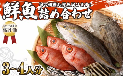 旬の朝獲れ鮮魚詰め合わせ 配送月が選べる 鮮魚 直送 ボックス 詰め合わせ[以布利定置網 漁師直送]セット おまかせ 魚介 海鮮 魚 魚介類 海鮮セット 新鮮 天然[S00818]