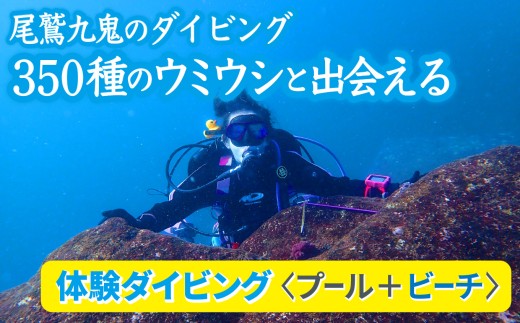 350種の美しい ウミウシ 、多様な生態系が魅力  【 体験ダイビング プール ＋ ビーチ】 ワイド やソフトコーラル も 人気 三重県 尾鷲市 九鬼 の ダイビング 通年 オールシーズン  DI-12