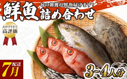旬の朝獲れ鮮魚詰め合わせ 7月配送 鮮魚 直送 ボックス 詰め合わせ【以布利定置網　漁師直送】セット おまかせ 魚介 海鮮 魚 魚介類 海鮮セット 新鮮 天然【S00818-7】