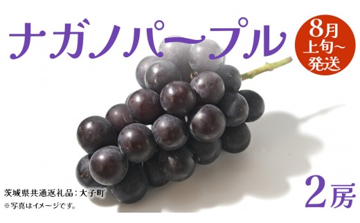 ナガノパープル 2房 【2025年8月上旬発送開始】(茨城県共通返礼品：大子町) ぶどう 葡萄 ブドウ 果物 フルーツ 果実        