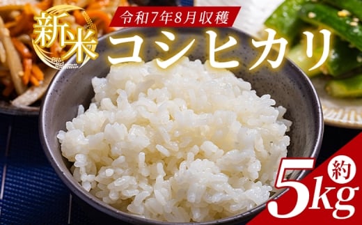 コシヒカリ 5kg どぶろく工房香南 新米 コシヒカリ(令和7年8月収穫) - 国産 高知県産 精米 白米 お米 米 こめ コメ こしひかり ご飯 ごはん おにぎり 食品 どぶろく工房香南 高知県 香南市 常温 db-0039