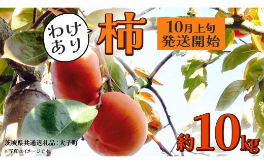 【 訳あり 】 柿 約10kg【2025年10月上旬発送開始】(茨城県共通返礼品：大子町) 柿 かき カキ 果物 フルーツ 旬 季節限定 期間限定