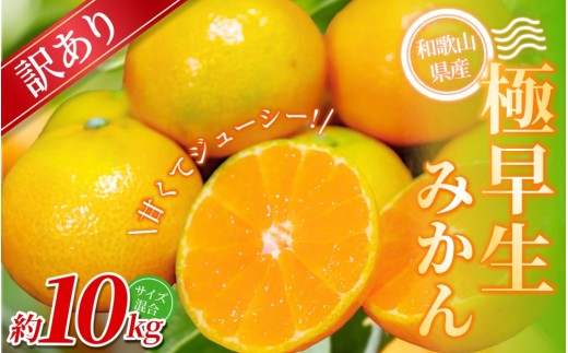 【訳あり】手選別 極早生みかん 約10kg 和歌山県産 2S~2Lサイズ混合※2025年10月上旬～下旬頃に順次発送【mrmt005】