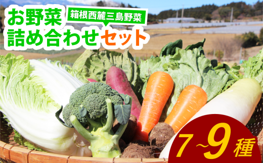 「箱根西麓三島野菜ブランド」 新鮮なお野菜 約7~9品 旬の野菜 新鮮 詰め合わせ セット 野菜セット 季節の野菜 三島野菜 地元産 人参 白菜 キャベツ 送料無料 静岡 三島  865869 - 静岡県三島市