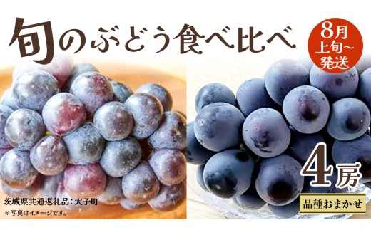 旬な ぶどう 食べ比べ 700g × 4房 【2025年8月上旬発送開始】(茨城県共通返礼品：大子町) ぶどう 葡萄 フルーツ 果物 おまかせ お楽しみ