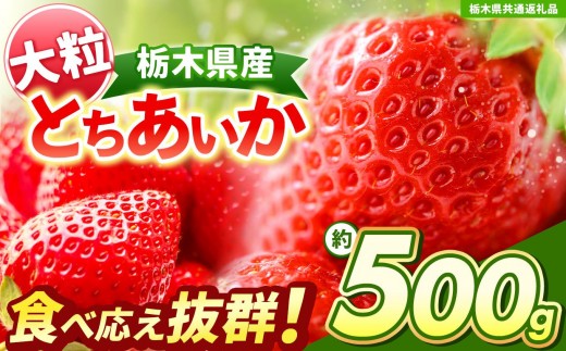 [チョイス限定企画][先行予約]大粒とちあいか 約500g [栃木県共通返礼品]| いちご とちあいか 大粒 新鮮 甘い 数量 限定 美味しい 果物 共通返礼品 フルーツ デザート 栃木県 送料無料