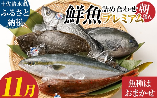 旬の朝獲れ鮮魚詰め合わせ（プレミアム）11月配送 鮮魚 ボックス 詰め合わせ【以布利定置網　漁師直送】朝獲れ 旬 魚介 海鮮 魚 さかな せんぎょ 鮮魚セット おまかせ お任せ【S00819-11】