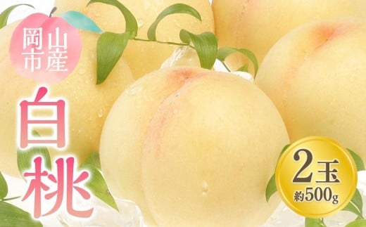 桃 2026年  白桃 2玉 合計約500g 【白桃 桃 もも 果物 フルーツ 新鮮 岡山県産 岡山市産 おすすめ 人気 ギフト 岡山県 岡山市】