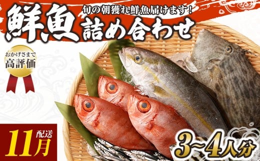 旬の朝獲れ鮮魚詰め合わせ 11月配送 鮮魚 直送 ボックス 詰め合わせ【以布利定置網　漁師直送】セット おまかせ 魚介 海鮮 魚 魚介類 海鮮セット 新鮮 天然【S00818-11】