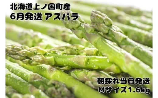 【2026年6月発送】北海道上ノ国町 寅福菜園の6月限定アスパラ　M（1.6kg）グリーンアスパラ　朝採れ　農家直送　新鮮　甘い　春野菜　旬野菜　特産品　北海道産 1537994 - 北海道上ノ国町