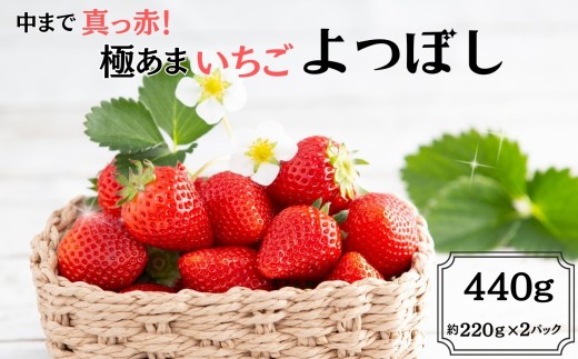 ＜先行予約受付中・令和8年1月中旬以降順次発送＞中まで真っ赤！極あまいちご「よつぼし」440g（220g×2パック）［A0212-0009］ 2297121 - 佐賀県佐賀県庁