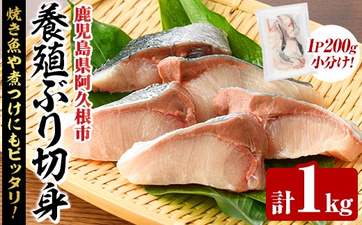 養殖ぶり切身(約1kg) 鹿児島県 阿久根市 ブリ ぶり 鰤 魚貝 魚介 海産物 切身 切り身 煮物 煮つけ 焼き魚 おかず おつまみ 小分け【さるがく水産】akn028-44