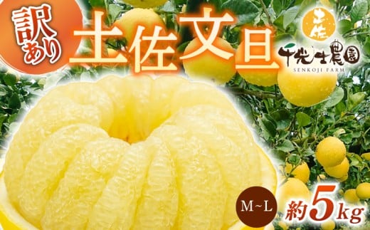 [ 先行予約受付 ][ R8年発送 ] 土佐文旦 M~L 約5kg 訳あり