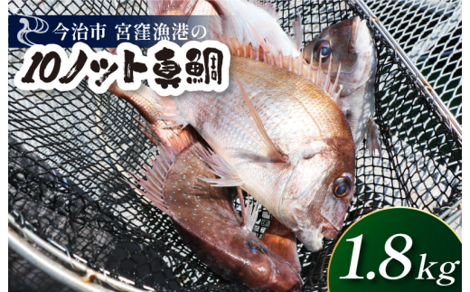 天然ブランド真鯛「10ノット真鯛」（ラウンド1.8kg前後1尾）【V002790】
