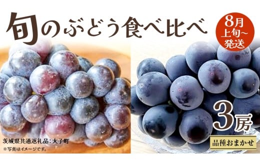 旬な ぶどう 食べ比べ 700g × 3房 【2025年8月上旬発送開始】(茨城県共通返礼品：大子町) ぶどう 葡萄 フルーツ 果物 おまかせ お楽しみ