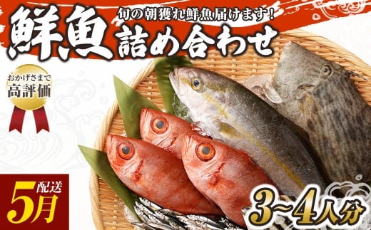 旬の朝獲れ鮮魚詰め合わせ 5月配送 鮮魚 直送 ボックス 詰め合わせ【以布利定置網　漁師直送】セット おまかせ 魚介 海鮮 魚 魚介類 海鮮セット 新鮮 天然【S00818-5】