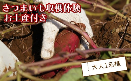 さつまいも堀り お土産付き 大人 1名 沼津 戸田  実季楽農園 【海と山に育まれた 戸田 の恵を掘り起こそう】 収穫 収穫体験 体験 野菜 さつまいも 掘り 思い出 観光 沼津市 静岡県 2289958 - 静岡県沼津市