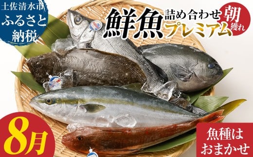 旬の朝獲れ鮮魚詰め合わせ（プレミアム）8月配送 鮮魚 ボックス 詰め合わせ【以布利定置網　漁師直送】朝獲れ 旬 魚介 海鮮 魚 さかな せんぎょ 鮮魚セット おまかせ お任せ【S00819-8】