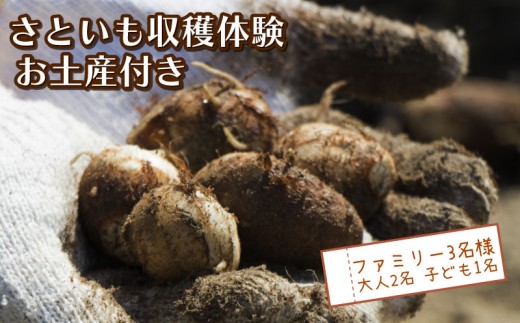 さといも堀り お土産付き 大人 2名 子ども 1名 沼津 戸田  実季楽農園 【海と山に育まれた 戸田 の恵を掘り起こそう】 収穫 収穫体験 体験 野菜 さといも 掘り 思い出 観光 沼津市 静岡県
