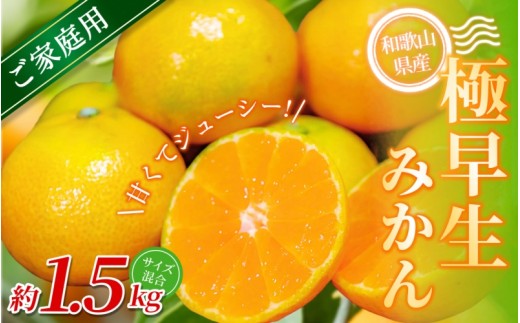 【ご家庭用】手選別 極早生みかん 約1.5kg 和歌山県産 2S~2Lサイズ混合※2025年10月上旬～下旬頃に順次発送【mrmt001】