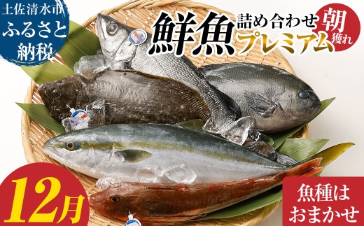 旬の朝獲れ鮮魚詰め合わせ（プレミアム）【2025年12月配送】 鮮魚 ボックス 詰め合わせ【以布利定置網　漁師直送】朝獲れ 旬 魚介 海鮮 魚 さかな せんぎょ 鮮魚セット おまかせ お任せ【S00819-12】 1319324 - 高知県土佐清水市