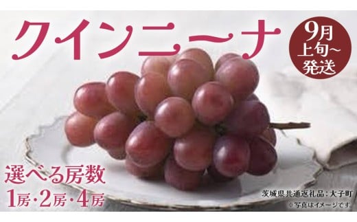 [ 選べる 房数 ]クインニーナ 1房 / 2房 / 4房 [2025年9月上旬発送開始](茨城県共通返礼品:大子町) ぶどう 葡萄 ブドウ 果物 フルーツ 果実