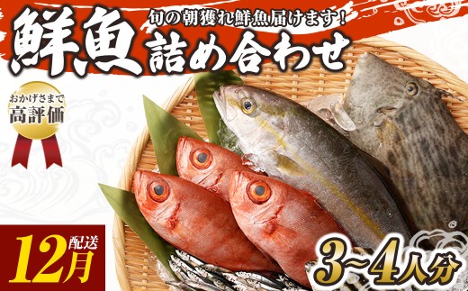 旬の朝獲れ鮮魚詰め合わせ 【2025年12月配送】 鮮魚 直送 ボックス 詰め合わせ【以布利定置網　漁師直送】セット おまかせ 魚介 海鮮 魚 魚介類 海鮮セット 新鮮 天然【S00818-12】 2267611 - 高知県土佐清水市