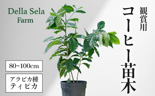観賞用コーヒー苗木 80cm～100cm アラビカ種 ティピカ DS-2 | 苗木 植物 グリーン 観賞 珈琲豆の木 珈琲 コーヒーの木 観葉植物 鹿児島県 南大隅町 株式会社デラセーラ