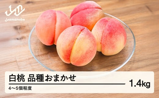 【先行予約】もも 白桃 品種おまかせ 約1.4kg 令和8年産 2026年産 山形県産 果物 送料無料 mm-mokox1400 ※沖縄・離島への配送不可