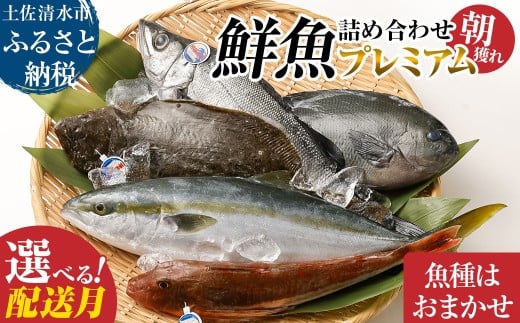 旬の朝獲れ鮮魚詰め合わせ(プレミアム)配送月が選べる 鮮魚 ボックス 詰め合わせ[以布利定置網 漁師直送]朝獲れ 旬 魚介 海鮮 魚 さかな せんぎょ 鮮魚セット おまかせ お任せ[S00819]
